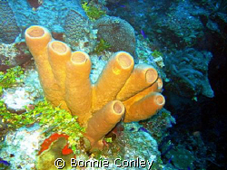 Stove-pipe sponges seen in Grand Cayman August 2008. Phot... by Bonnie Conley 